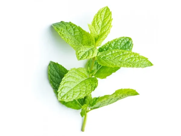 Мята перечная-Mentha piperita