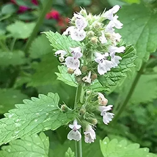 Котовник трава-Nepeta cataria