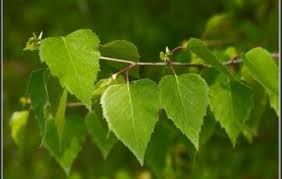 Березовий лист -(Betula spp.