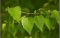 Березовий лист -(Betula spp.