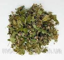 Бояришнік листя -цвіт -Crataegus monogyna, Crataegus laevigata