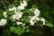 Бояришнік листя -цвіт -Crataegus monogyna, Crataegus laevigata