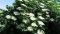 цвіт бузини чорної -Sambucus nigra
