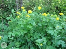 чистотел великий трава-Chelidónium május