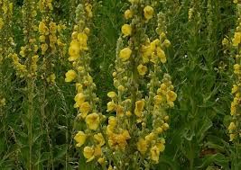 дивина квіти-Verbascum