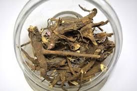 Ехінацея корінь -Echinacea purpurea