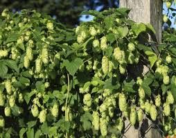 хміль шишкоподібний -Humulus lupulus