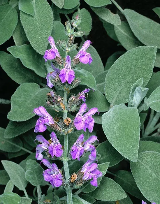 Шалфей лікувальна трава-Salvia officinalis