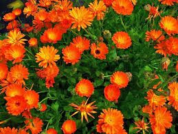 календула цвіт-Calendula officinalis