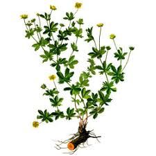 перстач прямостоячий-Potentilla erecta