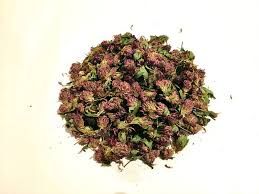 конюшина трава -Trifolium pratenseа 