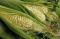 кукурудзяні рильця -Zea mays