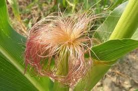 кукурудзяні рильця -Zea mays