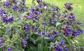 лист медунки -Pulmonaria officinalis