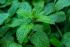 меліса лист -Melissa officinalis