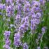 Лаванда цвет-Lavandula angustifolia