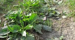 подорожник лист-Plantago major