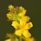 парило трава -Agrimonia eupatoria