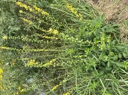 парило трава -Agrimonia eupatoria