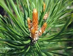 соснова брунька-Pinus