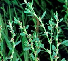 спориш трава -(Polygonum aviculare