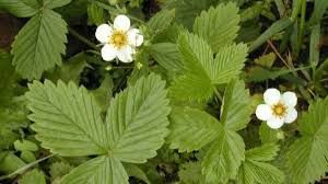 суниця лист -Fragaria vesca