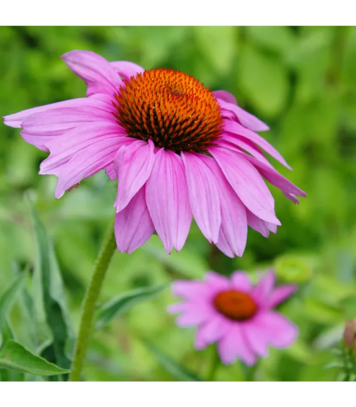 Ехінацея Пурпурова квітка-Echinacea purpurea