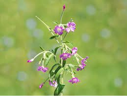 верба дрібноквіткова- Epilobium parviflorum