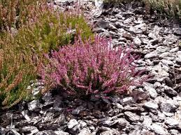 верес цвіт -Calluna vulgaris