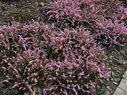 верес цвіт -Calluna vulgaris